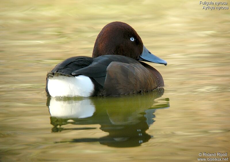 Ferruginous Duck male adult