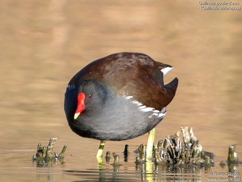 Gallinule poule-d'eau