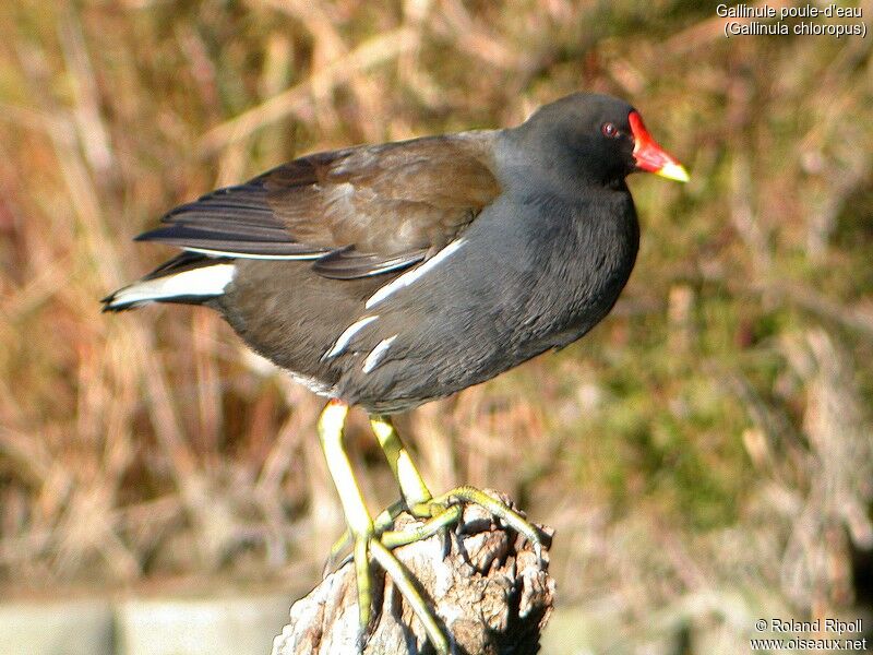 Gallinule poule-d'eau