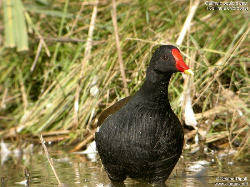 Gallinule poule-d'eau