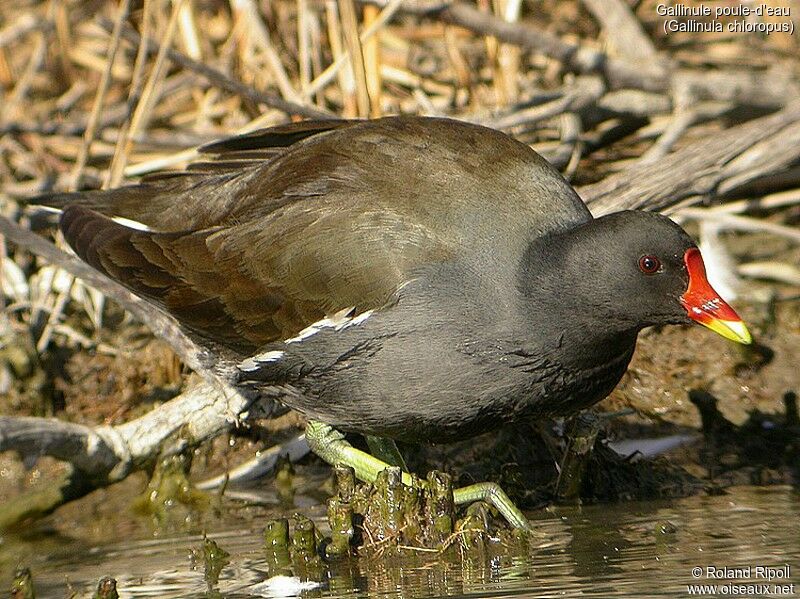 Common Moorhen