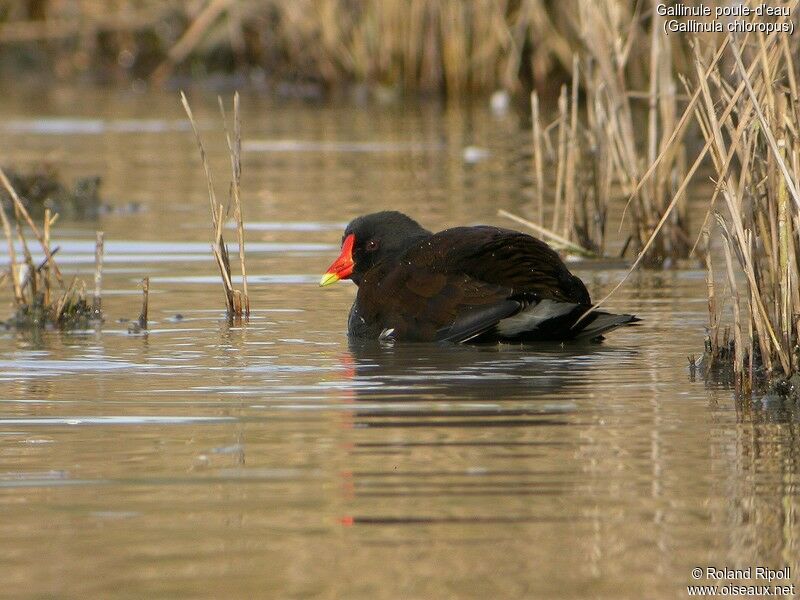 Gallinule poule-d'eau