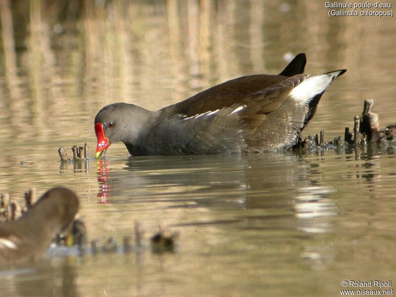 Common Moorhen