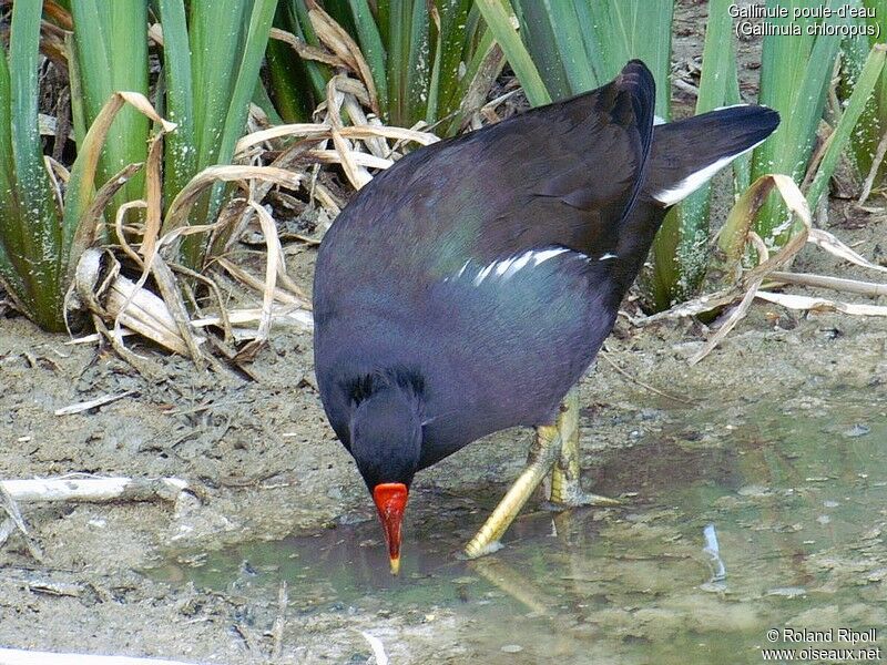 Gallinule poule-d'eau