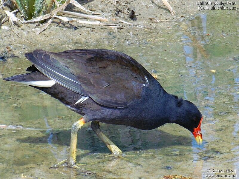 Common Moorhen