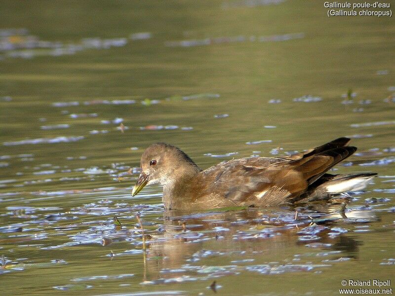 Gallinule poule-d'eau