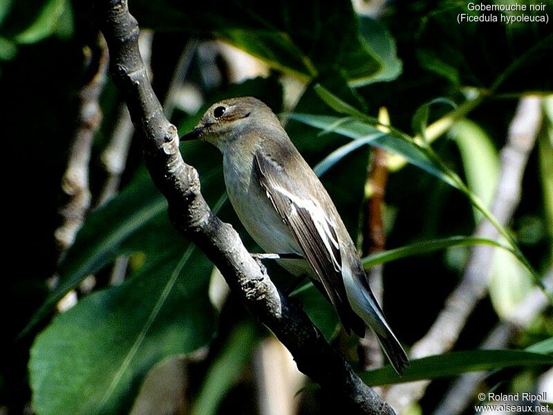 European Pied Flycatcher