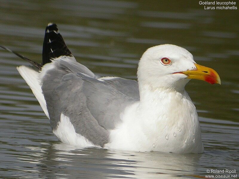 Yellow-legged Gulladult breeding