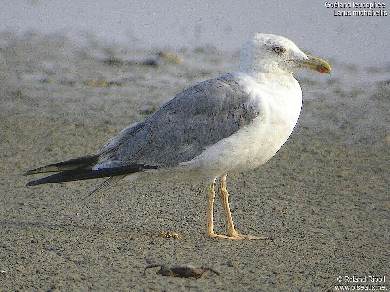 Yellow-legged Gulladult breeding