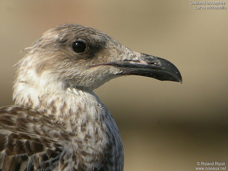 Yellow-legged Gulljuvenile