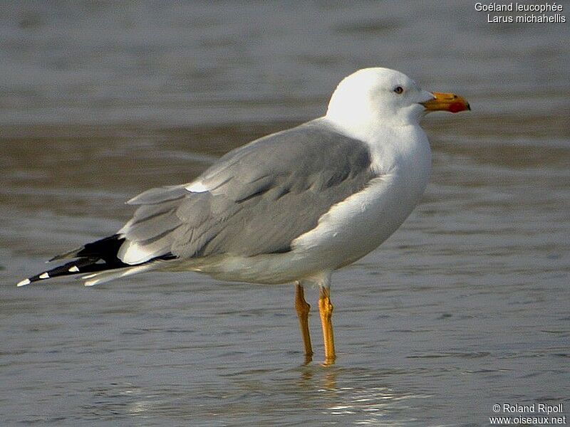 Yellow-legged Gulladult breeding