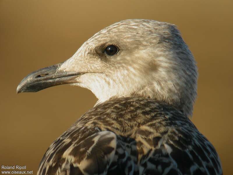 Yellow-legged Gulljuvenile, close-up portrait