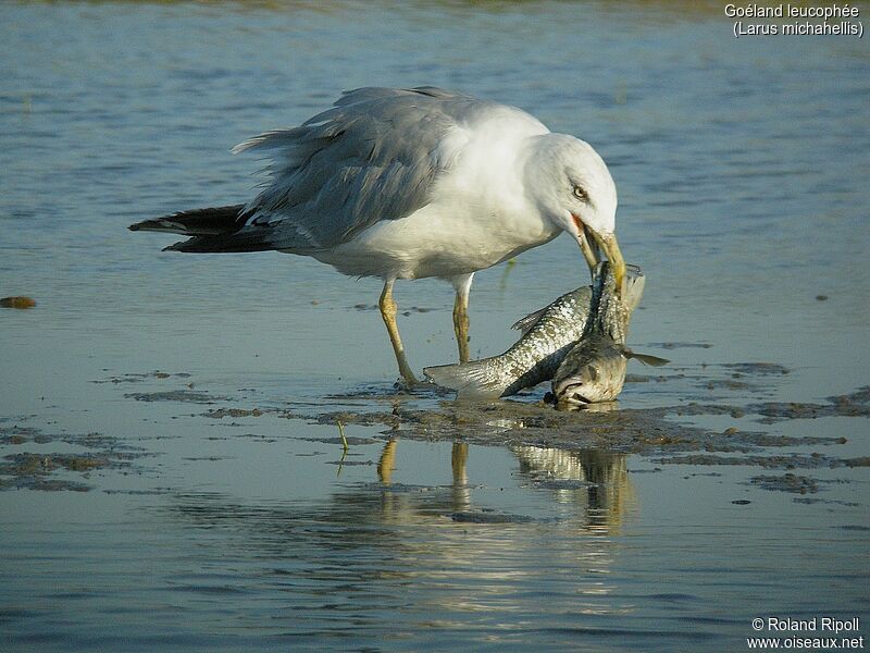 Yellow-legged Gulladult