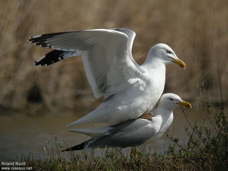 Yellow-legged Gulladult breeding, mating.