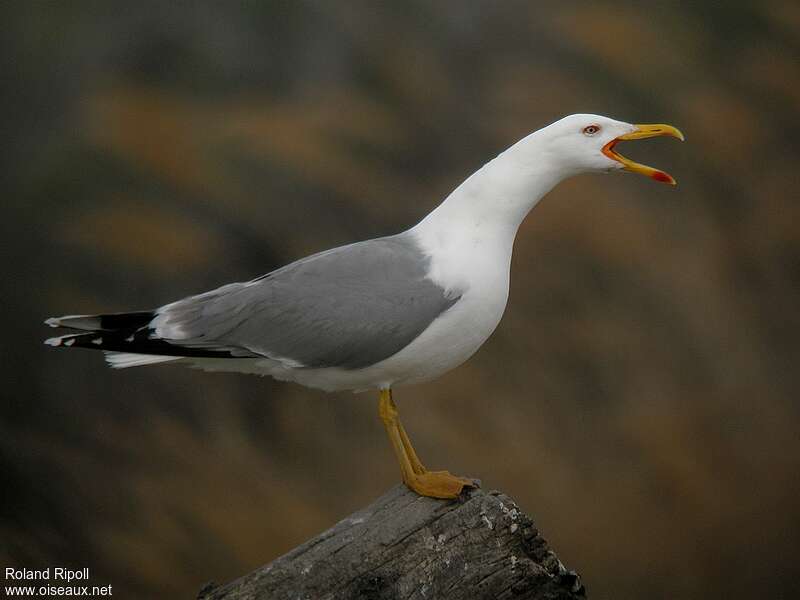 Yellow-legged Gulladult, Behaviour