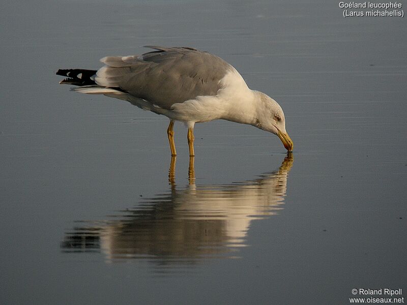 Yellow-legged Gulladult