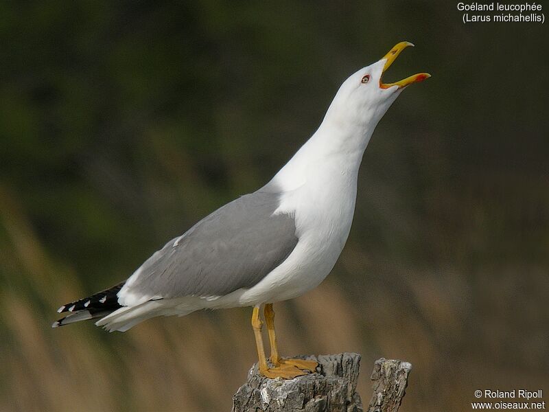 Yellow-legged Gulladult