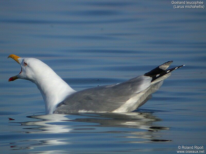 Yellow-legged Gull