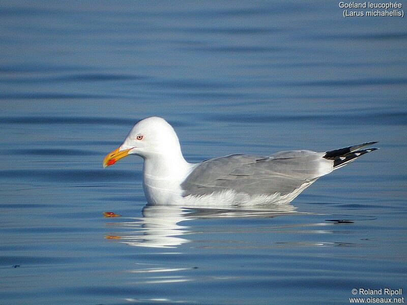 Yellow-legged Gull