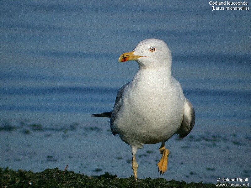 Yellow-legged Gull