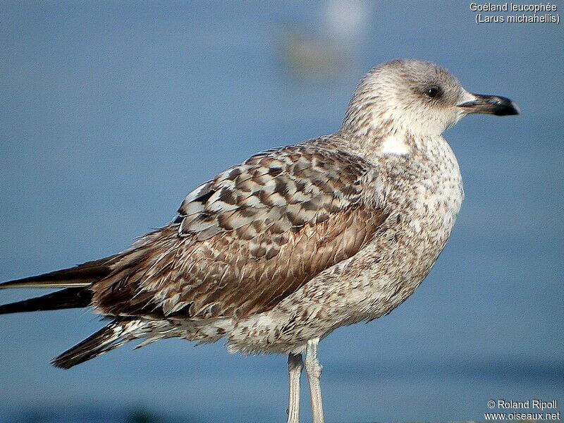 Yellow-legged Gull