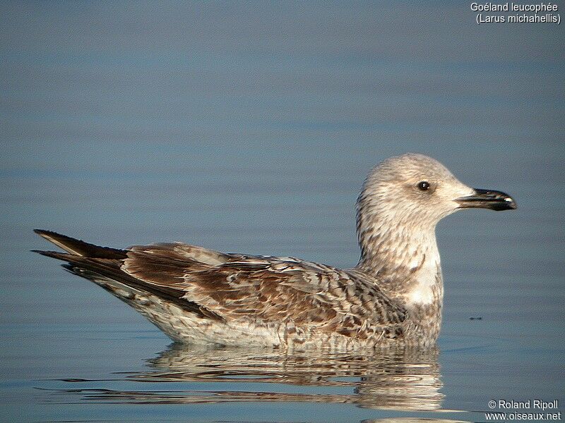 Yellow-legged Gull