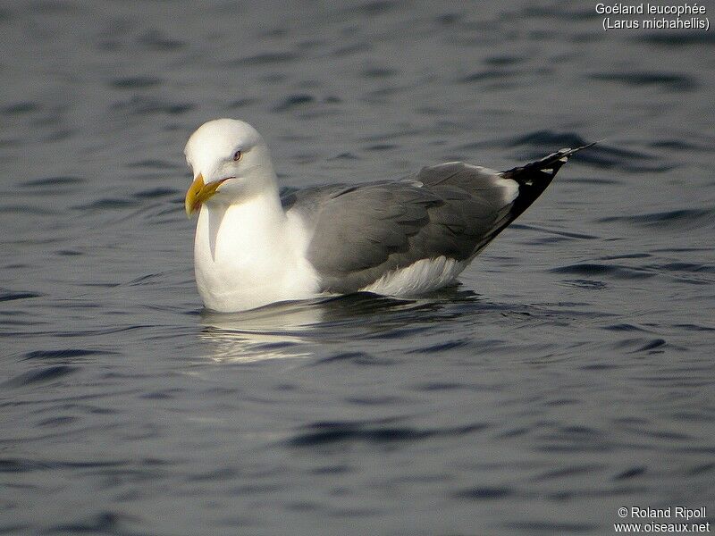 Yellow-legged Gull