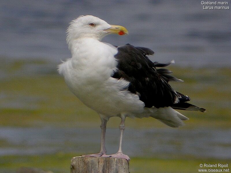 Great Black-backed Gull