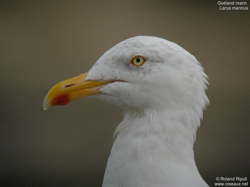 Great Black-backed Gull