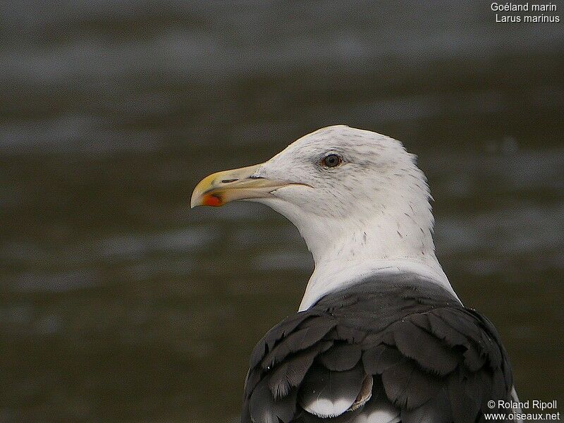 Great Black-backed Gulladult breeding