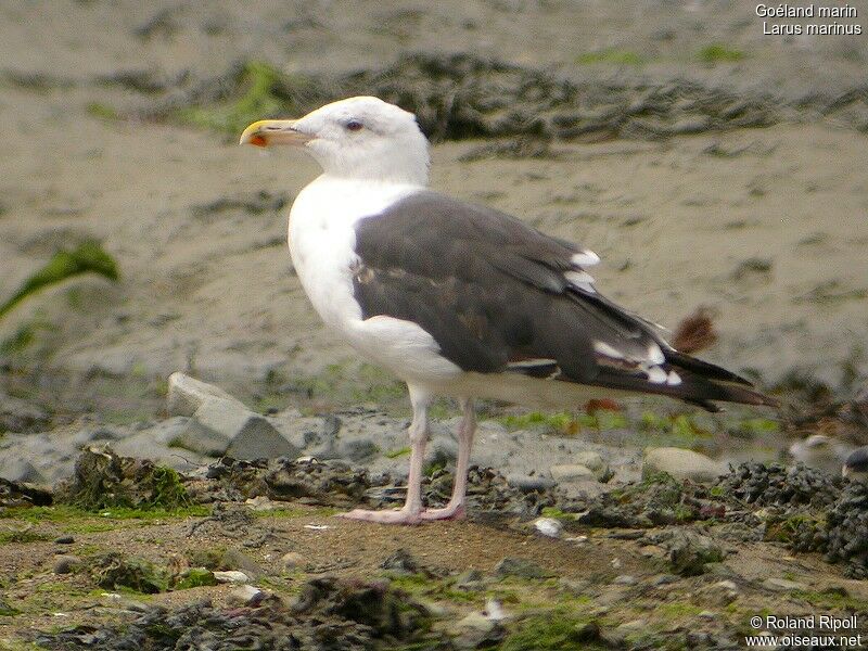 Great Black-backed Gulladult breeding