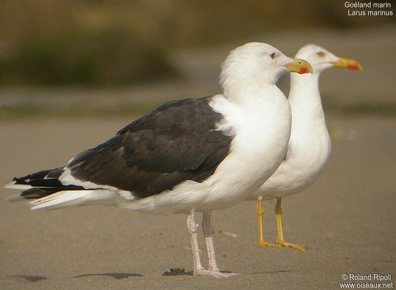 Goéland marinadulte nuptial, identification