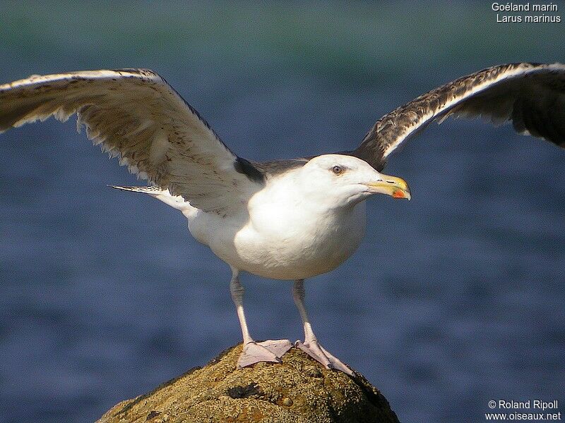 Great Black-backed Gulladult breeding