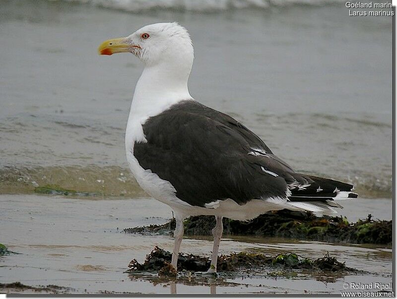 Great Black-backed Gulladult