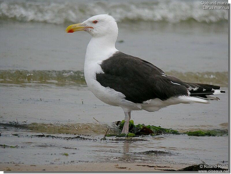 Great Black-backed Gulladult