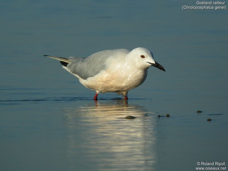 Slender-billed Gulladult