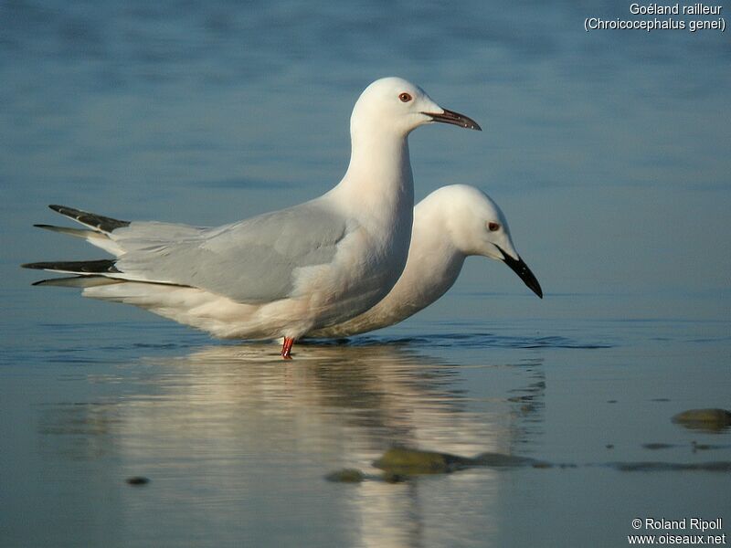 Slender-billed Gulladult