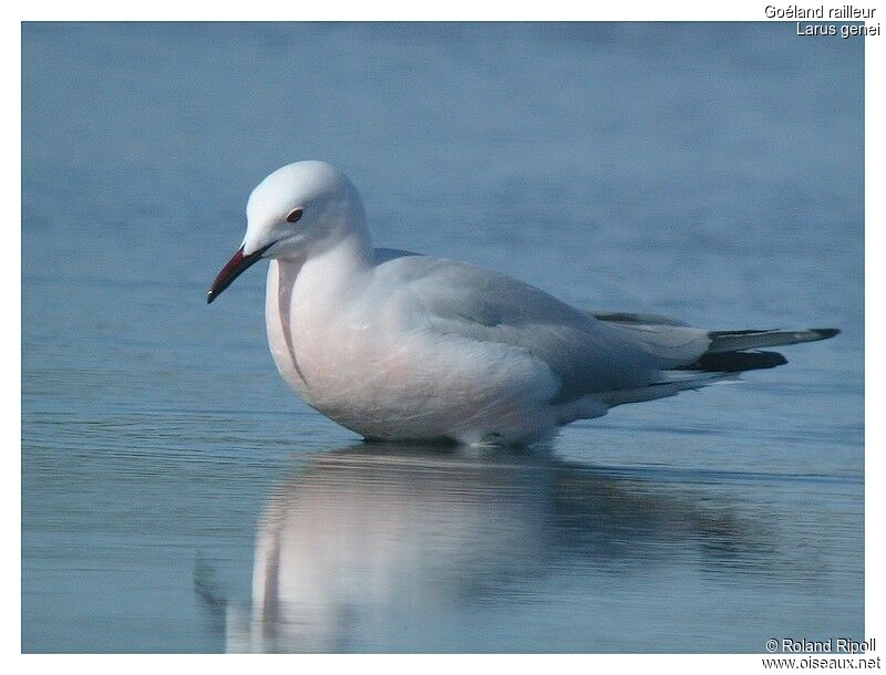 Slender-billed Gulladult breeding