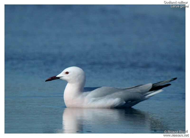 Slender-billed Gulladult breeding