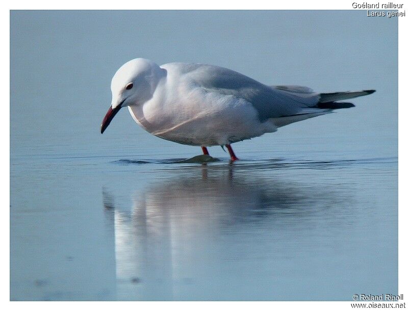 Slender-billed Gulladult breeding