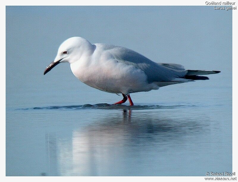 Slender-billed Gulladult breeding