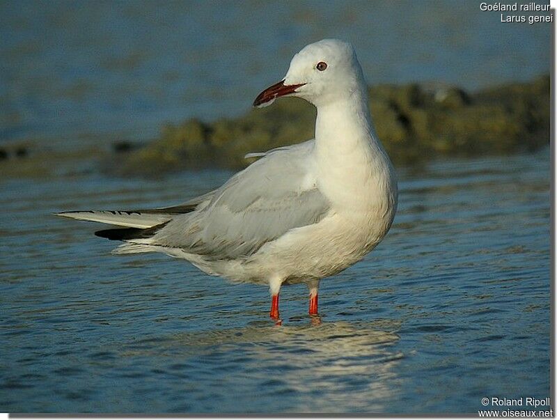 Slender-billed Gulladult