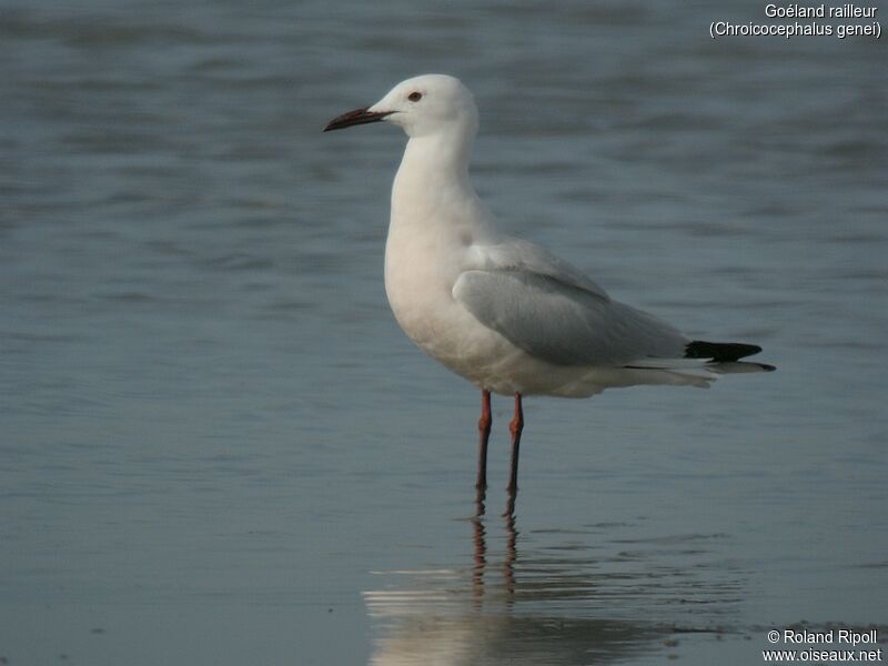 Slender-billed Gulladult