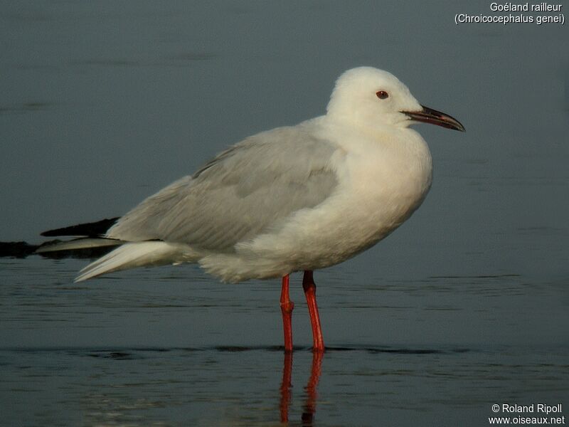 Slender-billed Gulladult