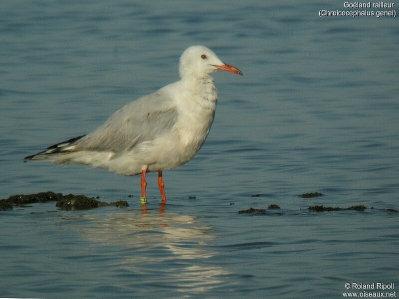 Slender-billed Gulljuvenile