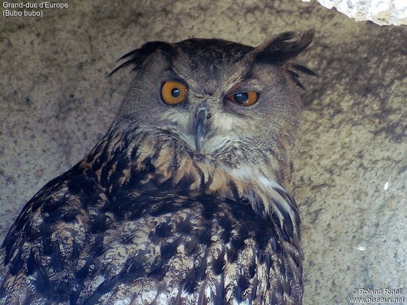 Eurasian Eagle-Owl