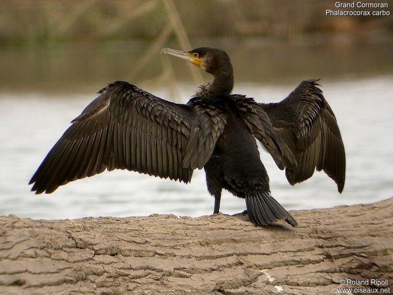 Grand Cormoranadulte internuptial