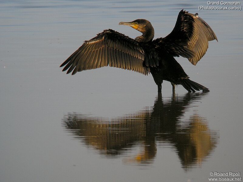 Great Cormorantadult