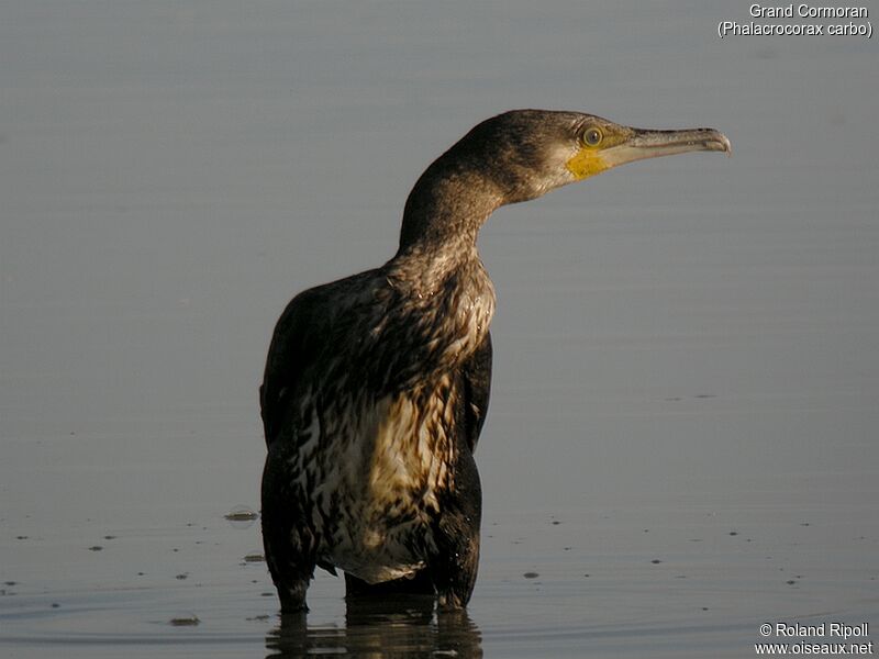 Great Cormorant