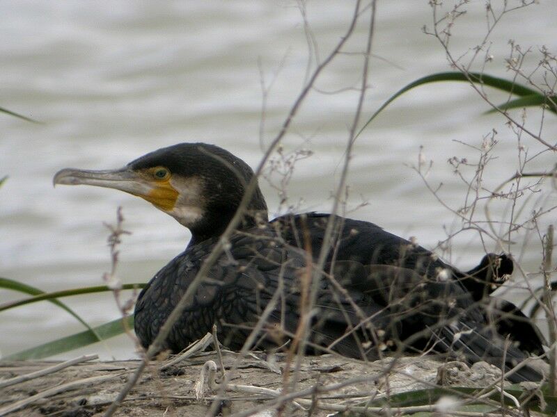 Great Cormorant